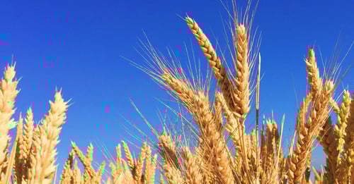 Migration to a new case management system for CtGB