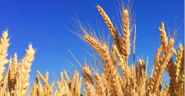 Migration to a new case management system for CtGB